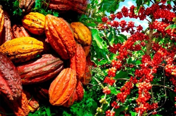 Café-cacao ivoirien : Où en est la campagne 2023-2024 ?