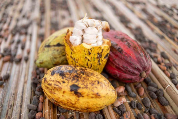 Filière cacao Côte d'Ivoire © Crédit photo DR