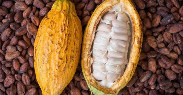 Campagne 2024-2025 Cacao ivoirien : Quel impact du prix ghanéen sur la Côte d'Ivoire ?