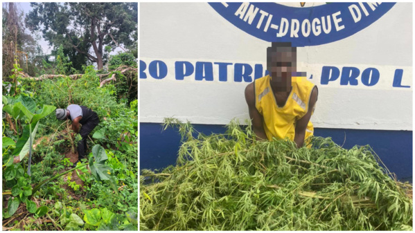 Saisie de drogue en Côte d'Ivoire : 68 kg de cannabis dans un champ d'ignames à M'Batto