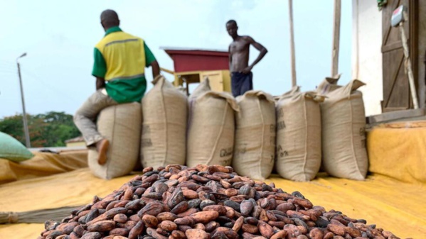 Prix du cacao en Côte d'Ivoire © Crédit photo DR