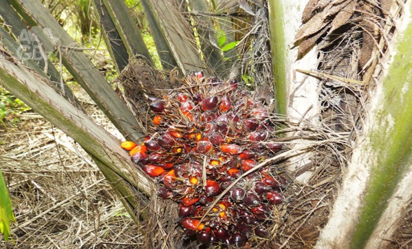 Huile de palme Côte d'Ivoire © Crédit photo DR