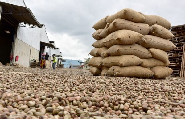 Le prix de l'anacarde fixé à 425 FCFA en Côte d'Ivoire pour la campagne 2025