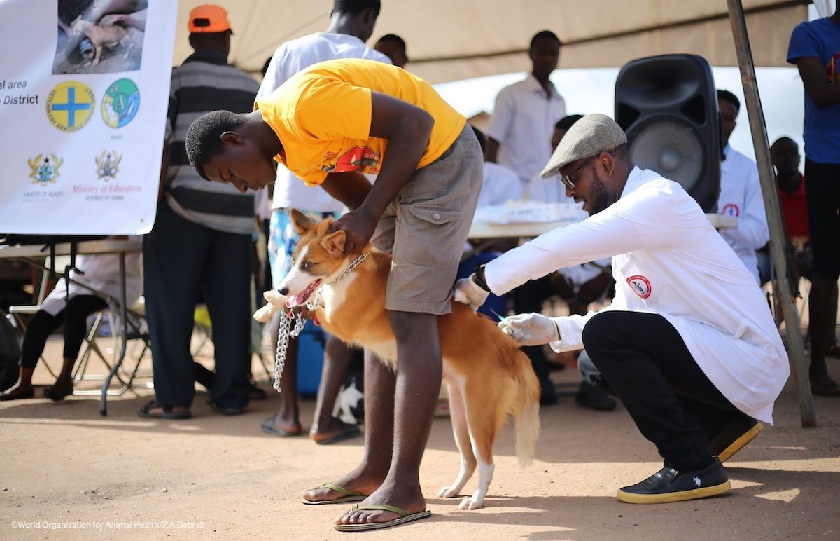 La rage en Côte d'Ivoire fait 35 décès en 2024 © Crédit photo DR