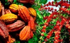 Café-cacao ivoirien : Où en est la campagne 2023-2024 ?