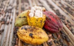 Filière cacao Côte d'Ivoire : le Conseil Café Cacao (CCC) vigilant face aux pratiques illégales