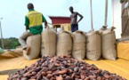 Prix du cacao au Ghana pour la campagne 2024-2025 en hausse de 128%