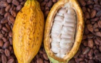 Campagne 2024-2025 Cacao ivoirien : Quel impact du prix ghanéen sur la Côte d'Ivoire ?